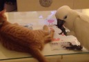 Just a parrot pissing off his cat friend