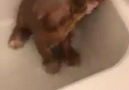 - Just a puppy taking a bath. Facebook