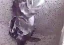 Just a rat GIVING ITSELF A SHOWER!!!