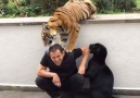 Just a tiger and a puma petting their human.