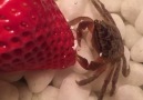 Just a tiny crab eating a strawberry