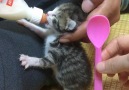 Just a tiny kitten being fed milk from a bottle.