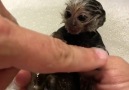 Just a tiny monkey enjoying a well-earned bubble bath