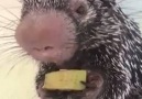 Just a tiny porcupine called Wilbur eating a slice of banana