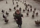 Just a toddler leading his duck army into battle...