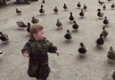 Just a toddler leading his duck army into battle.. This is incredible