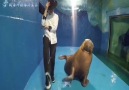 Just a walrus dancing to Michael Jackson.