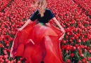 Just landed Holland - and go to the tulip fields. Video Via @hobopeeba