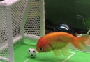 Just look at that soccer playing goldfish!