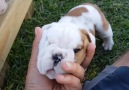 Just some adorable tiny bulldog puppies... Credit Wrinkly Bulldogs