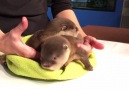Just two baby otters