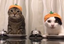Just two cats in pumpkin hats asking for food with a bell.