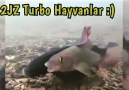 2JZ Swaplı Turbo Hayvanlar! İzlemeyen Bin Pişman