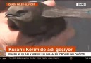 Kabeye saldıran fil ordusunu durduran Ebabil kuşu Sivasta görüldü