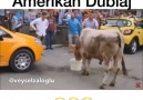 Kaçan Kurban - Amerikan Dublaj