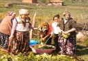 KADiR YAVUZ GÜNEYCE BOGAZI SiPSiLi