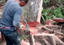 Kajian Islam - incredible Tree Cutting using Chainsaw Facebook