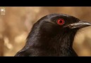 Kalahari'nin En Üçkâğıtçı Kuşu - Drongo
