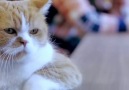 Kalbi Kırılan Kedi(Video Alıntı)
