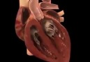 Kalbin anatomisi ve çalışması