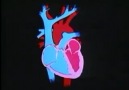 Kalbin Anatomisi ve Fizyolojisi