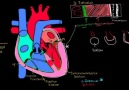 Kalbin Katmanları - EKG ve Güncel Protokoller