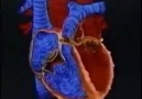 kalbin yapısı (türkçe)