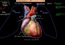 Kalp - EKG ve Güncel Protokoller