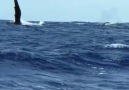 Kambur Balinaların Okyanus Yaşamı Belgesel Günlüğü