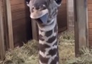 Kameraya dil çıkaran zürafa yavrusunun tatlılığına bakar mısınız ) )