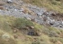 Kamuflaj Ustası Görünmez KeçilerUsta Avcılar