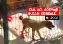 KAN, ACI, GÖZYAŞI... BURASI KIRIKKALE...(mAddog)