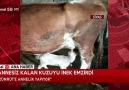 Kanal 58 - ANNESİZ KALAN KUZUYU İNEK EMZİRDİ