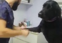 Kan Alınırken Soğukkanlılığını Kaybetmeyen Sevimli Köpek