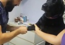 Kan Alınırken Soğukkanlılığını Kaybetmeyen Sevimli Köpek Instagram &