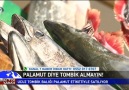 Kanal 7 - Palamut diye tombik almayın! Facebook