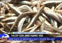 Kanal 7 - Talep çok ama hamsi yok. Facebook