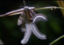 >>KANER<<  ((The coolest nature video ever))