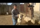 kangal hep yanlış tanıtıldı işte gerçek kangal