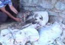 KANGAL - KANGAL kurt yavrusunu besliyor. (Kangal feeds the wolf) Facebook