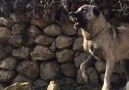 Kangal KIZARSA...Paylaşın.