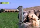 Kangal köpeği alan savunması