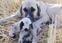 KANGAL KÖPEĞİNDEN VEFA ÖRNEĞİ