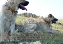 Kangal Köpekleri Hakkında 10 Önemli Bilgi