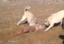 Kangal Kurt Boğarken... - Türk Çoban Köpekleri