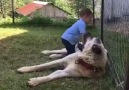 KANGAL &lt3Anadolu Aslanı asla bir çocuğa zarar vermez.