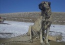 KANGAL SEVENLER