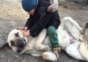 Kangal ve Çocuğun Oyunu Maşallah Sizlere..Kaynak Kangalturk Kangal