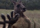 Kangaroo Fighting Its Own Reflection