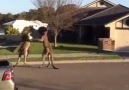 Kangaroos Fight In The Street In Australia